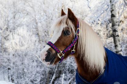 The Importance of Proper Horse Blanket Care